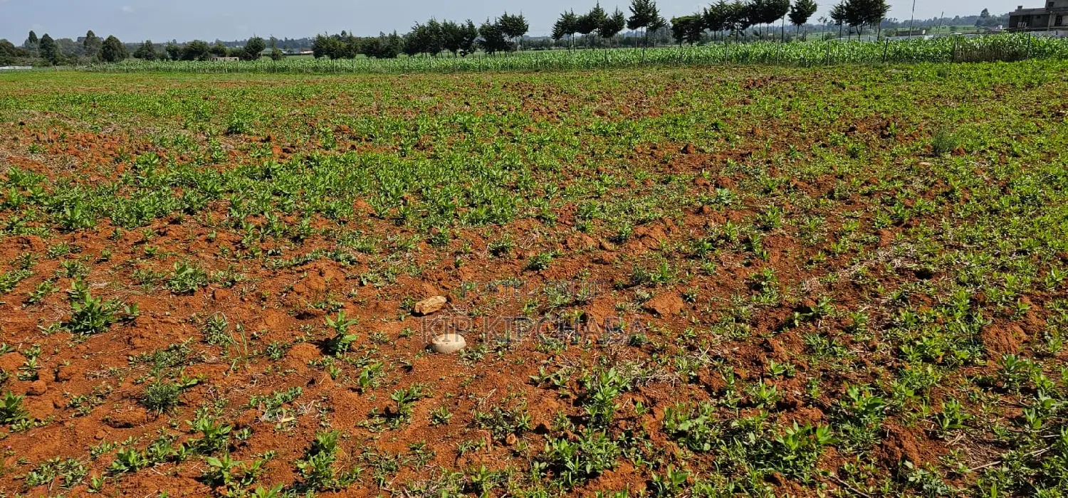Find Your Dream Quarter Acre Plot in Chemaluk Marura, Eldoret Today in Kimumu