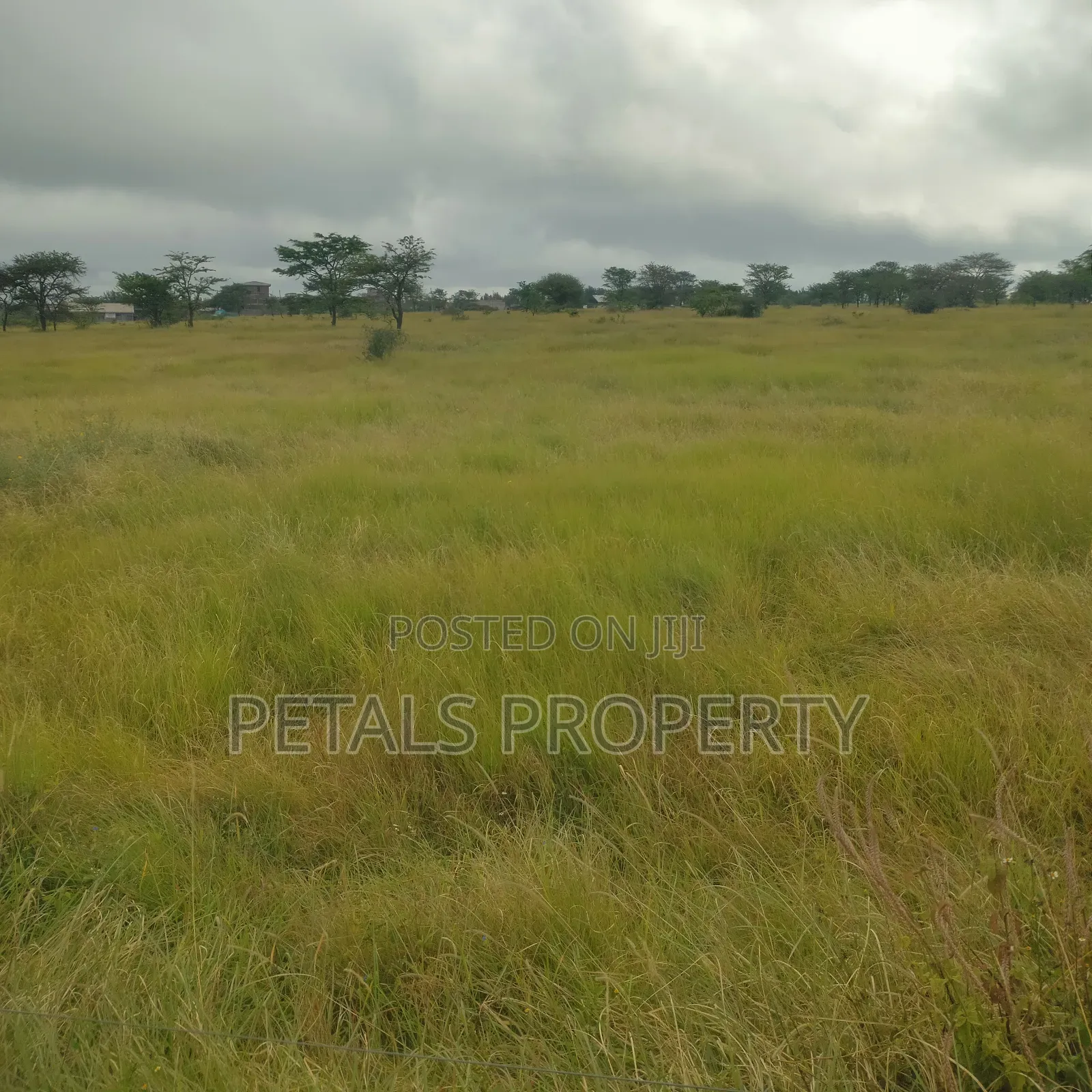 Kajiado 50-Acre Property: Prime Land with Road Access! in DalaleKutuk