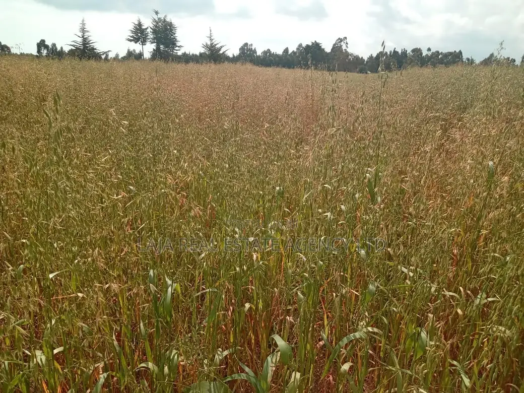 Your Next Adventure Starts Here - Land for Sale in Naivasha East