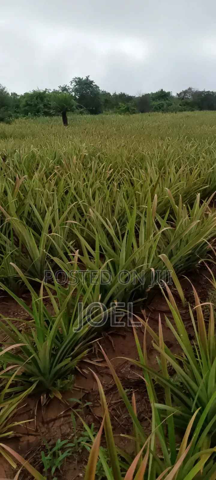 15 Acres Malindi Land - Ready Title Deed - Buy Now in Town Centre