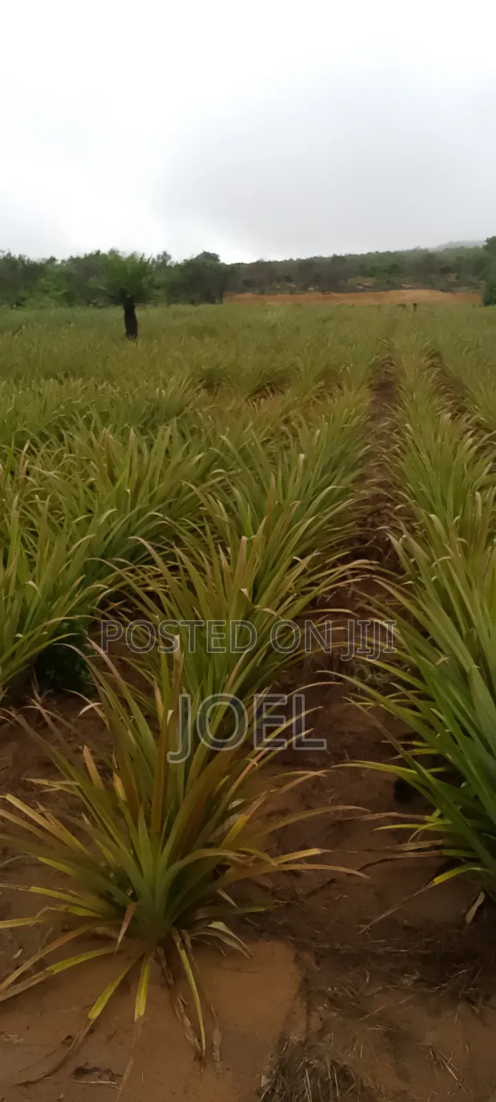 15 Acres Malindi Land - Ready Title Deed - Buy Now in Town Centre