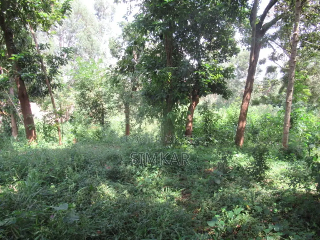 Invest in a 1-Acre Property in Exclusive Runda - Unmatched Potential in Runda
