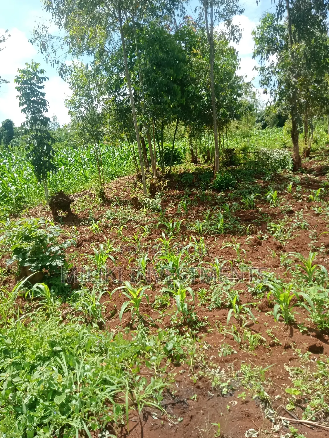 Maragua, Spacious 50 by 100 Plot for Sale in Nginda