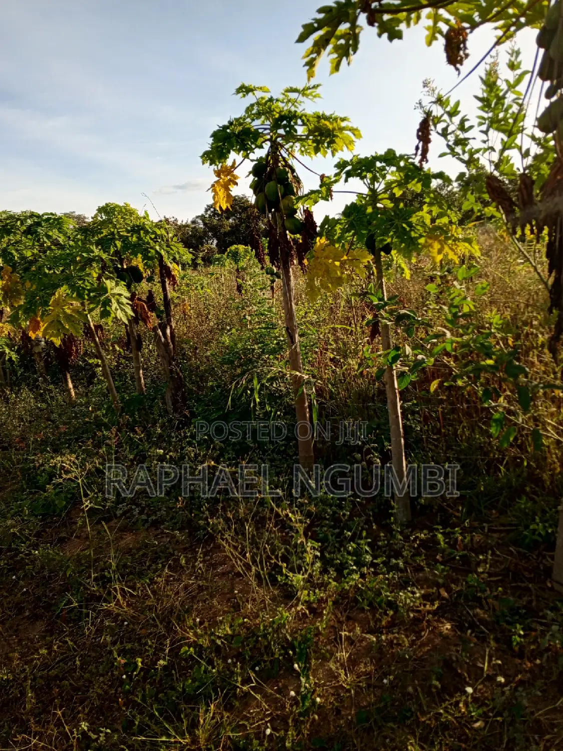 Invest in 2 Plots (50*100) in Wote Town Today in Wote