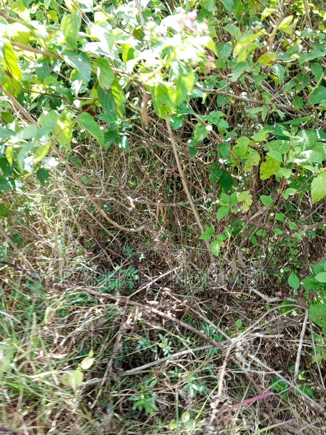 Kimutwa, Machakos - 1 Acre Land Parcel for Sale - Perfect for Residential or Commercial Use in Machakos Town