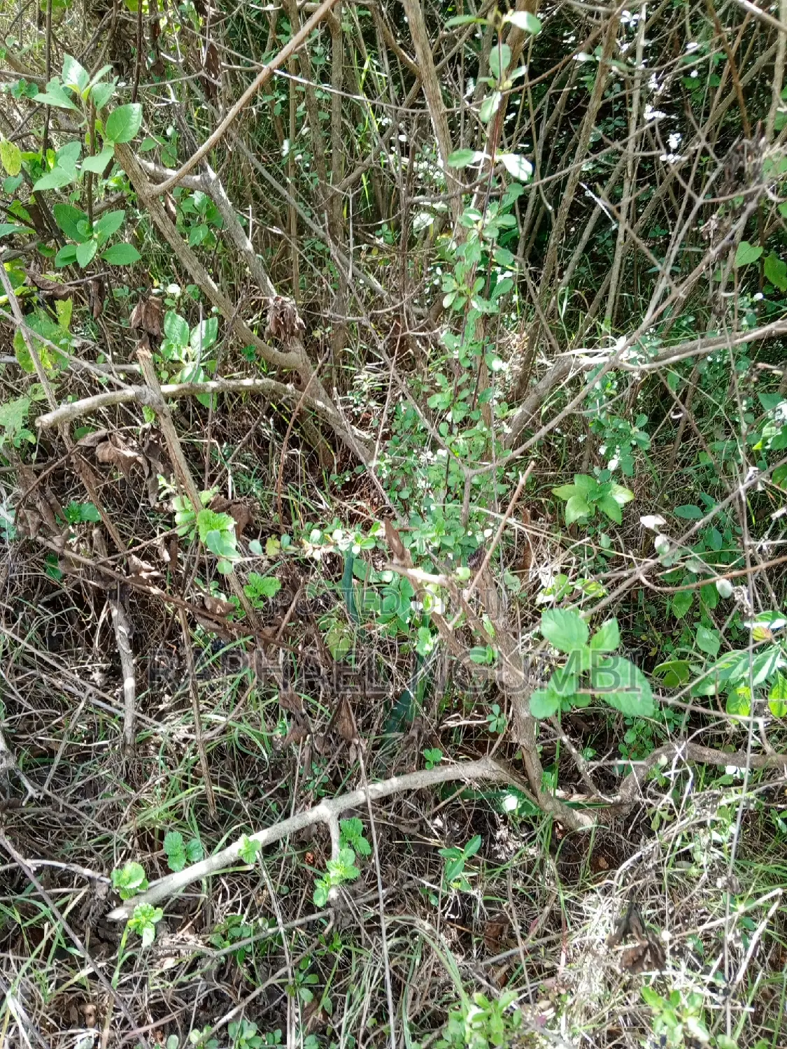 Kimutwa, Machakos - 1 Acre Land Parcel for Sale - Perfect for Residential or Commercial Use in Machakos Town