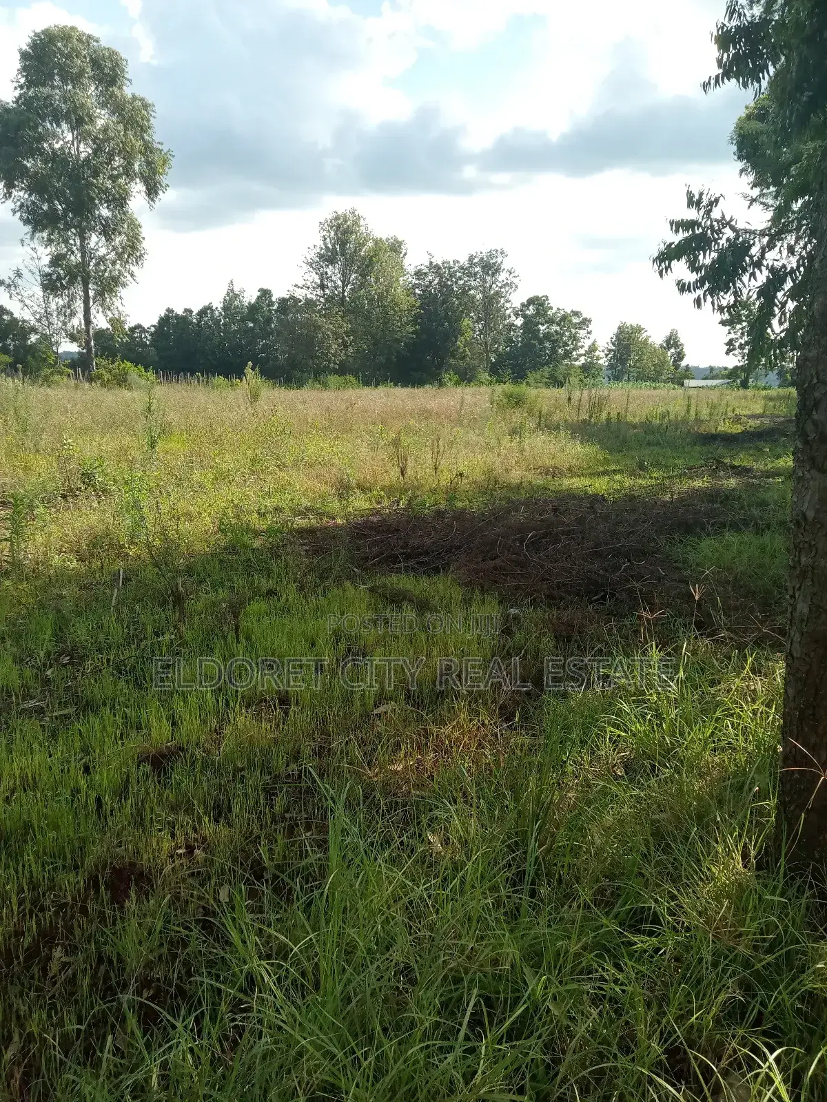 Ray Farm Title - 4 Acres of Land for Sale - Agriculture and Homesteading in Kapsuswa