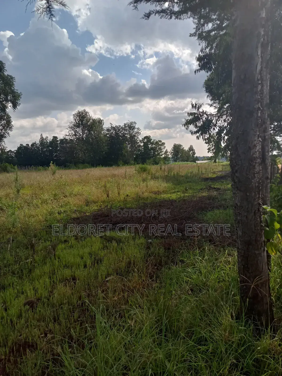 Ray Farm Title - 4 Acres of Land for Sale - Agriculture and Homesteading in Kapsuswa