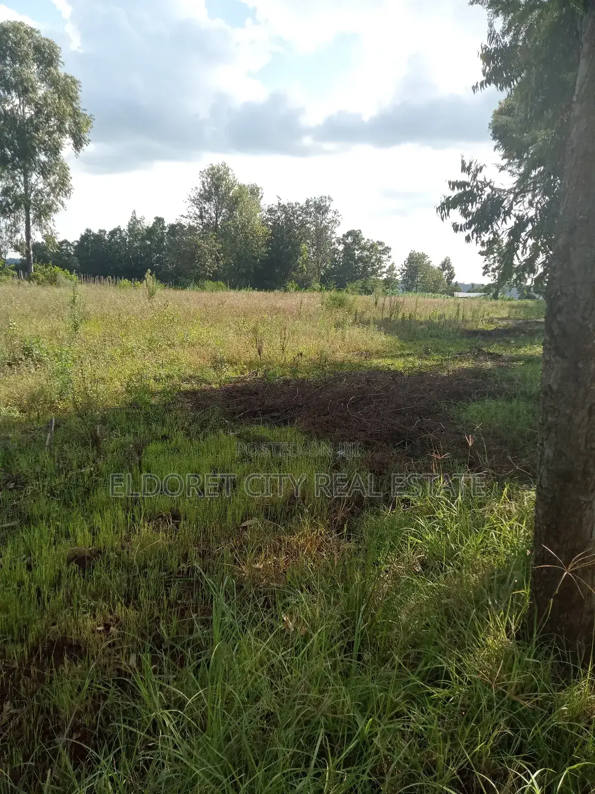 Ray Farm Title - 4 Acres of Land for Sale - Agriculture and Homesteading in Kapsuswa