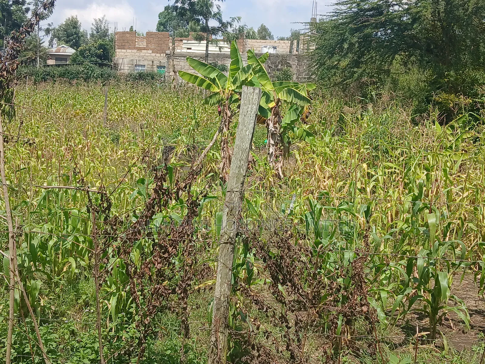Stunning 8-Acre Land in Merisho, Matasia - Don't Miss Out! in Matasia