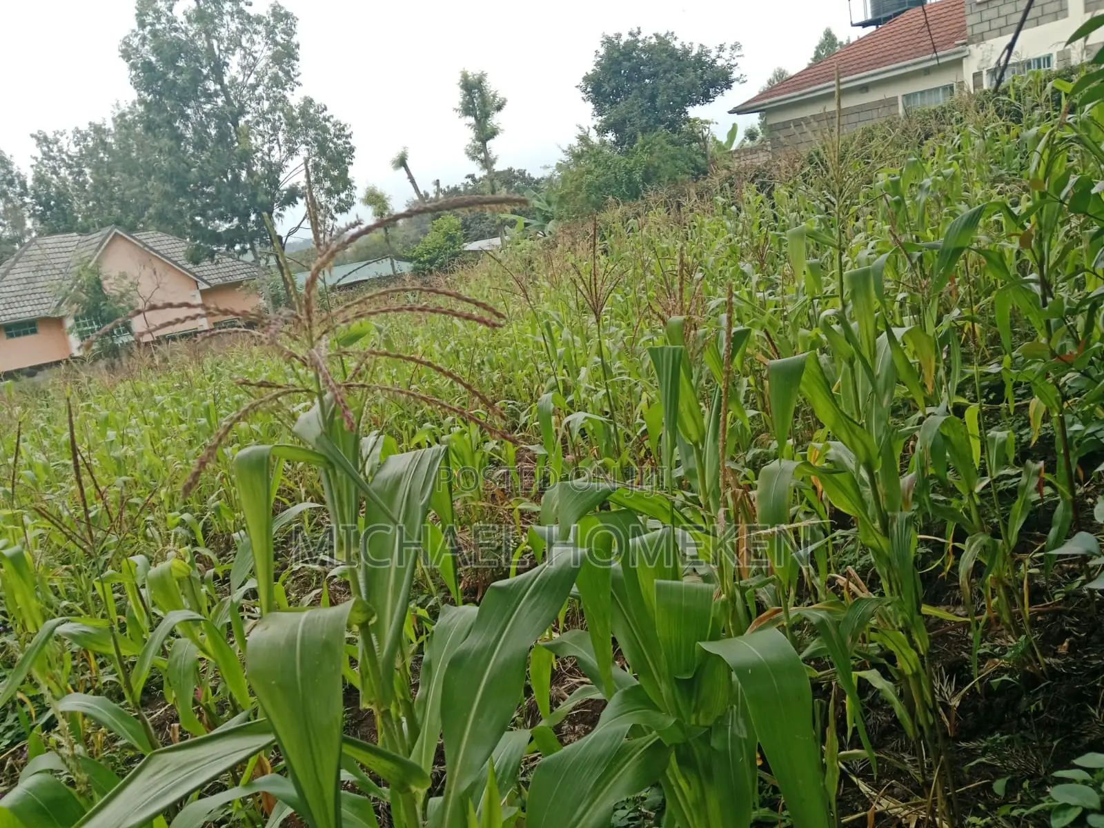 Affordable 1/4 Acre Plot in Ololua, Ngong for Sale in Oluulua