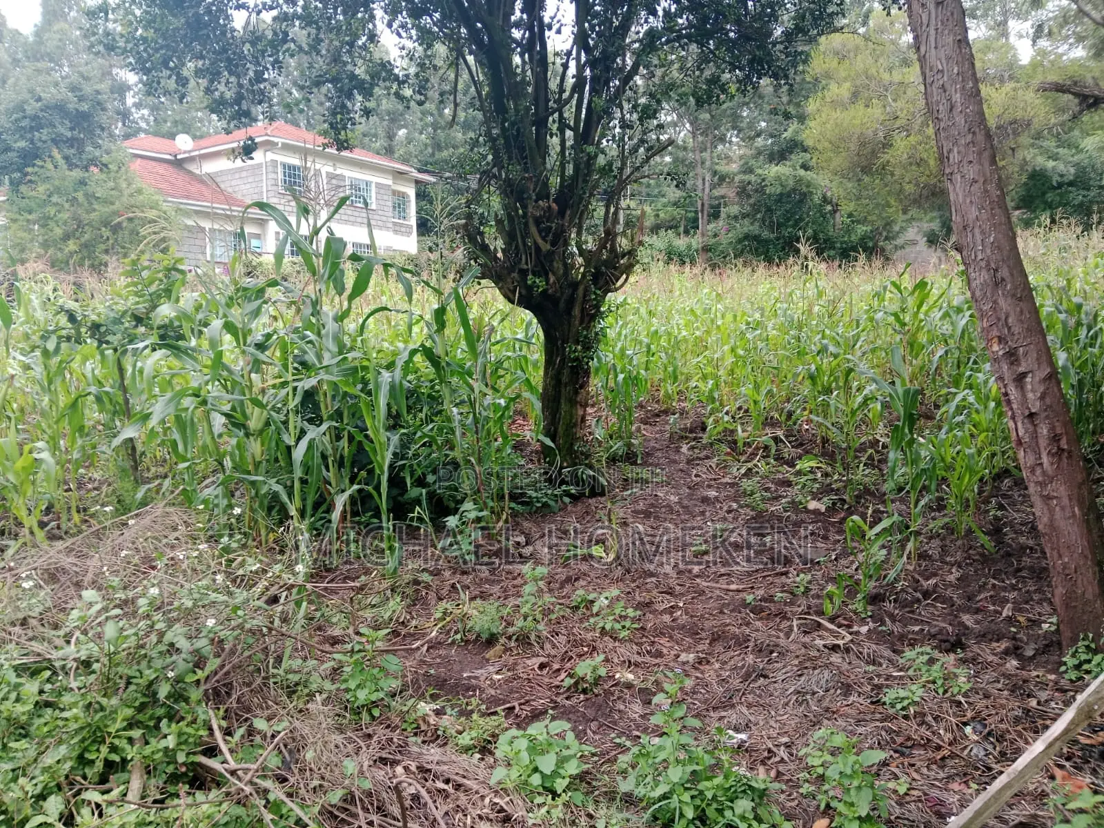 Affordable 1/4 Acre Plot in Ololua, Ngong for Sale in Oluulua