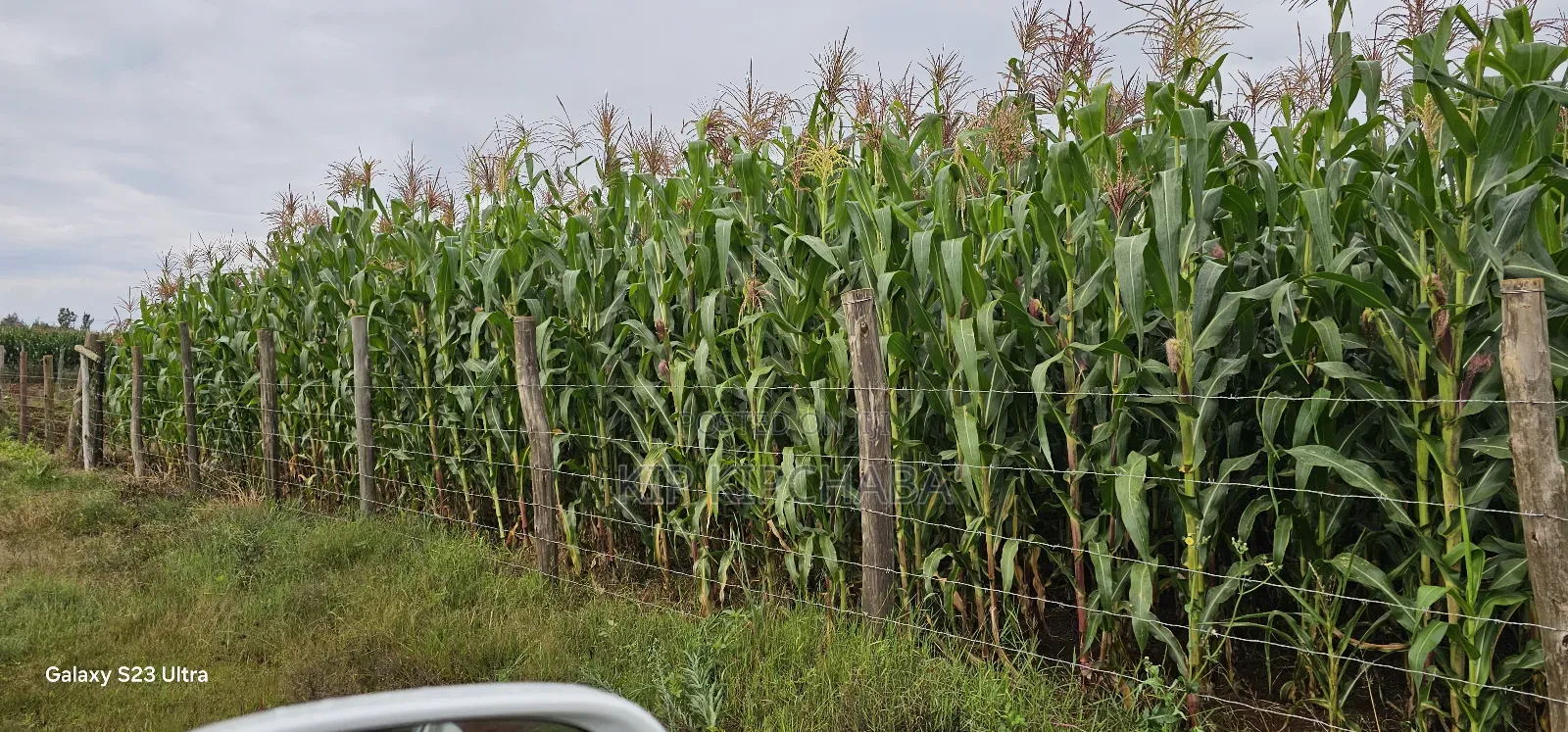 Half-Acre Land in Kimumu Marura, Eldoret - Ideal 50-Metre Plot in Kimumu