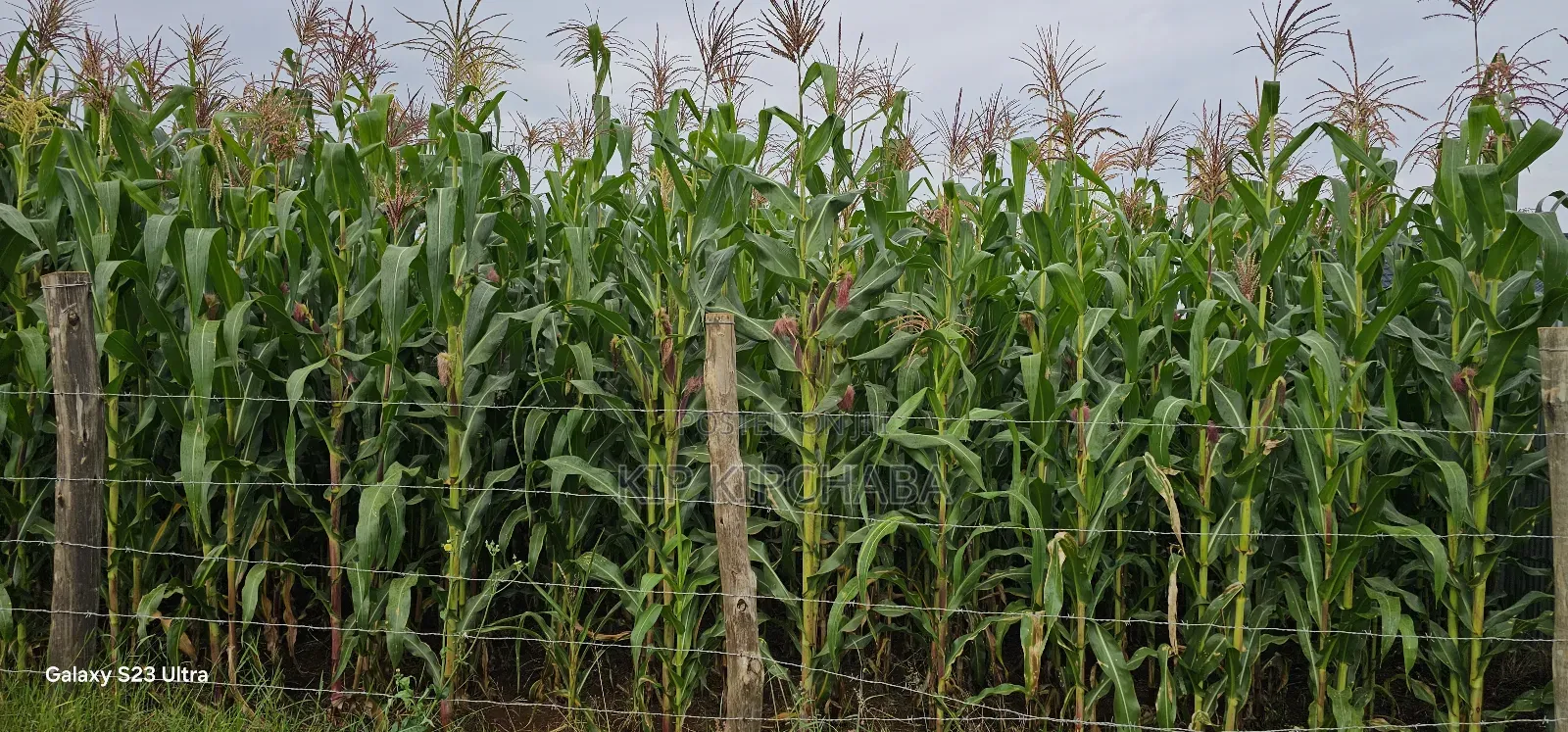 Half-Acre Land in Kimumu Marura, Eldoret - Ideal 50-Metre Plot in Kimumu