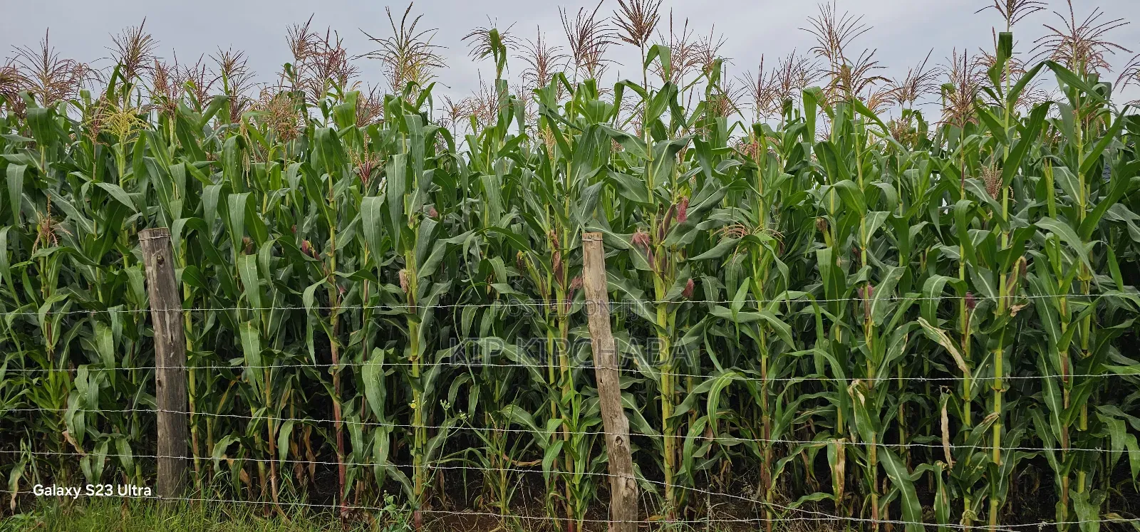 Half-Acre Land in Kimumu Marura, Eldoret - Ideal 50-Metre Plot in Kimumu