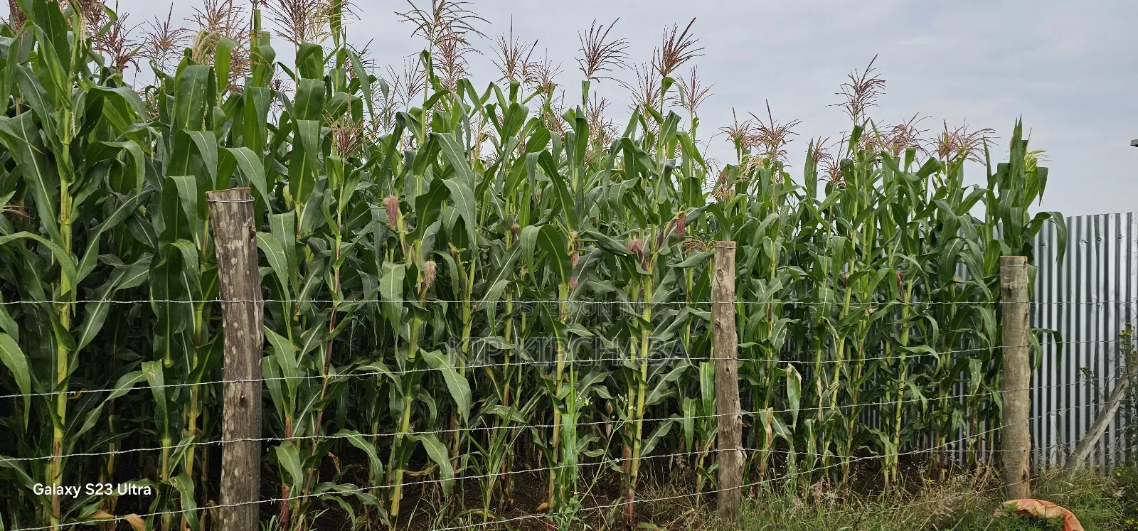 Half-Acre Land in Kimumu Marura, Eldoret - Ideal 50-Metre Plot in Kimumu