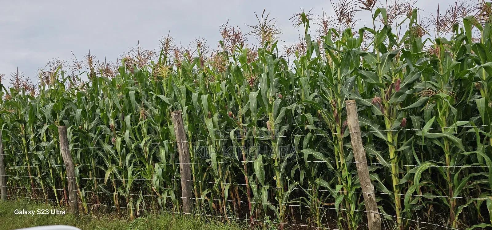 Half-Acre Land in Kimumu Marura, Eldoret - Ideal 50-Metre Plot in Kimumu