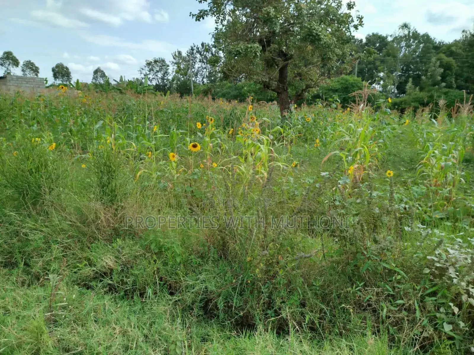 Kandongu, Mwea: 1/2 Acre Land for Sale in Kirinyaga in Mutithi