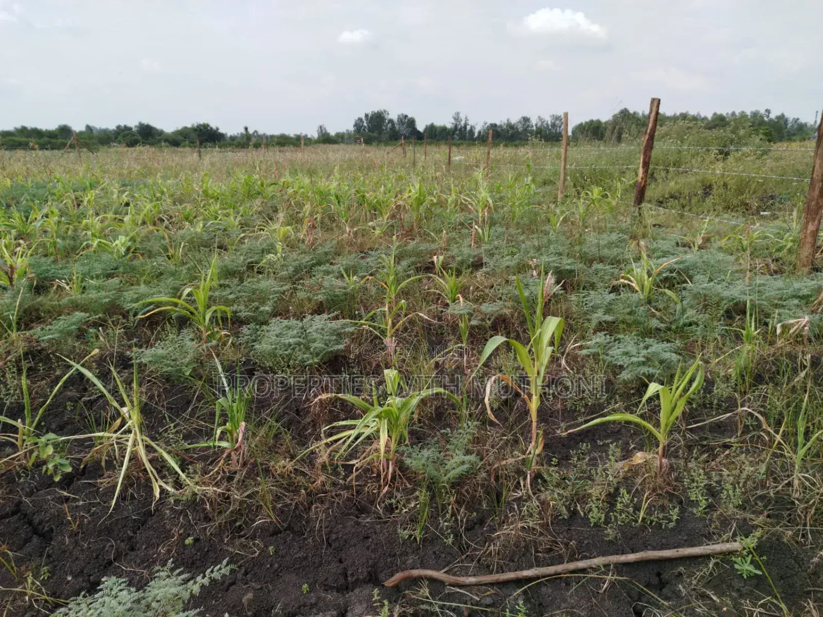 Kandongu, Mwea: 1/2 Acre Land for Sale in Kirinyaga in Mutithi