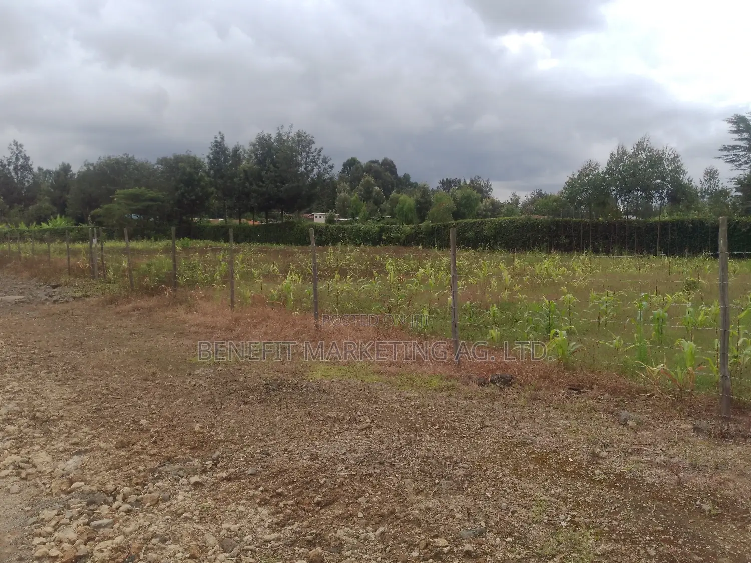 Quarter Acre Plots in Ngong Memusi: 3 Available for Purchase in Ngong