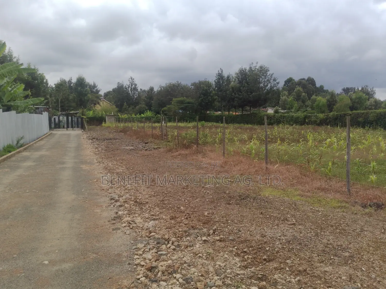 Quarter Acre Plots in Ngong Memusi: 3 Available for Purchase in Ngong
