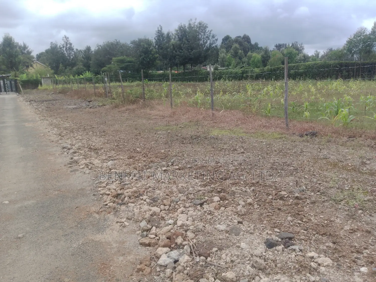 Quarter Acre Plots in Ngong Memusi: 3 Available for Purchase in Ngong