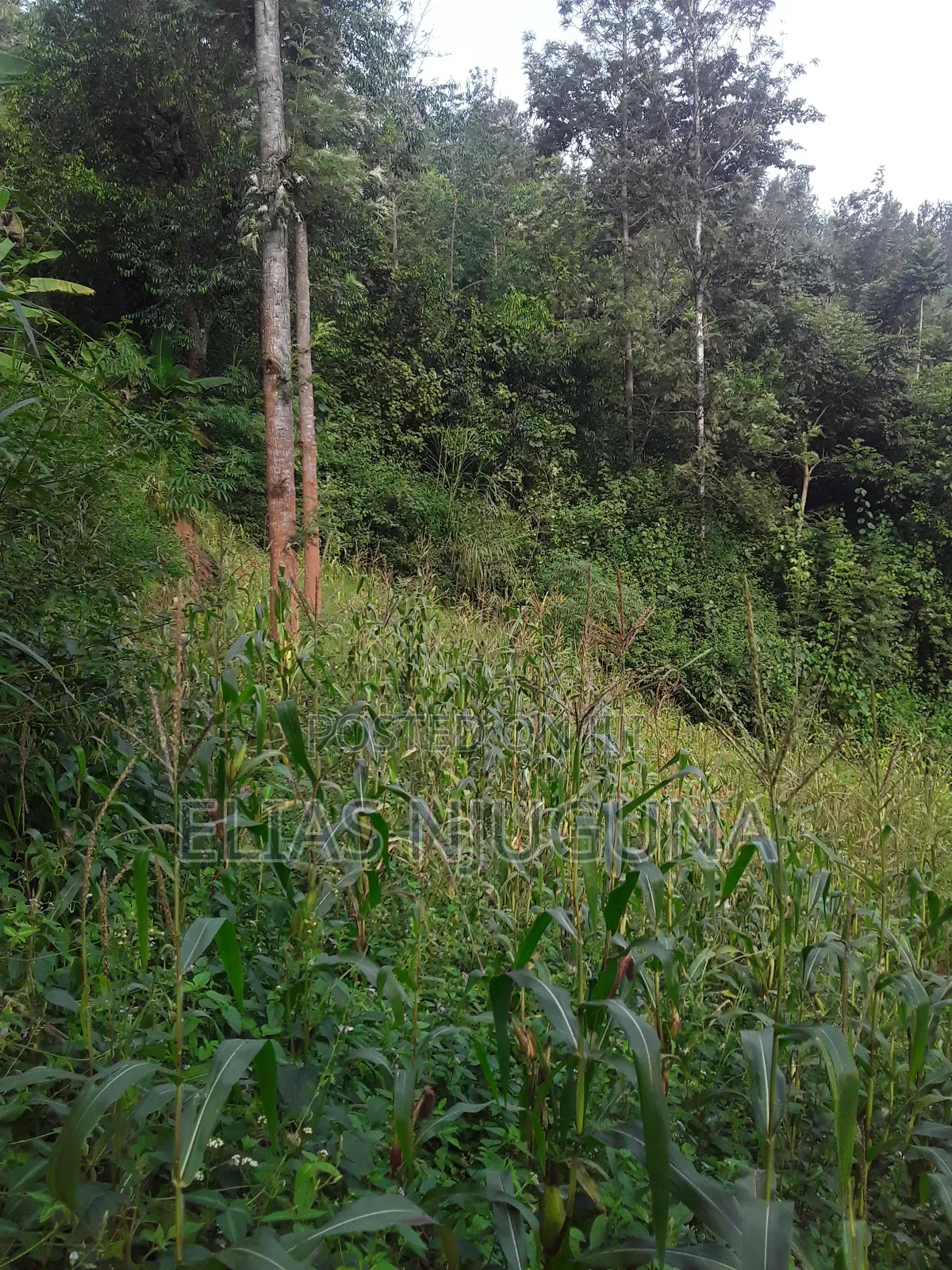 2-Acre Plot in Mukurweini, Nyeri - Ideal for Investment in Rugi
