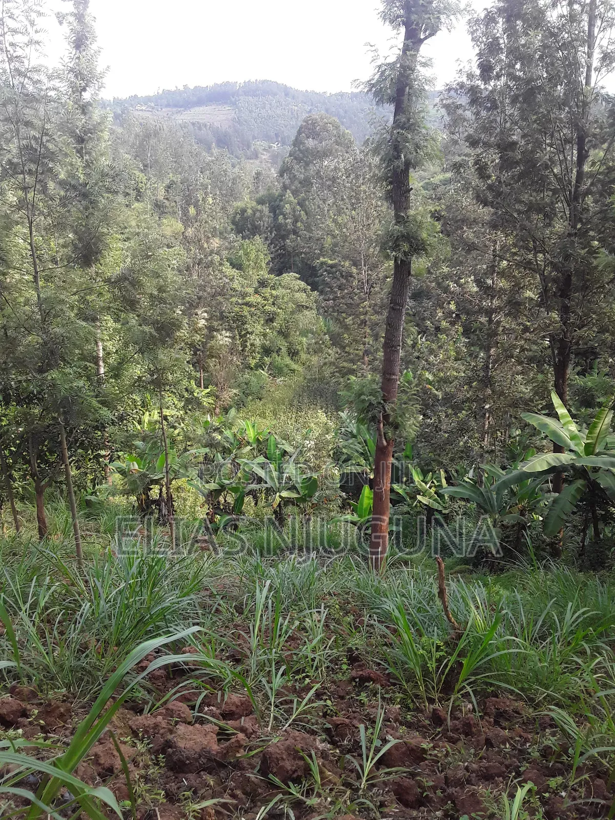 2-Acre Plot in Mukurweini, Nyeri - Ideal for Investment in Rugi