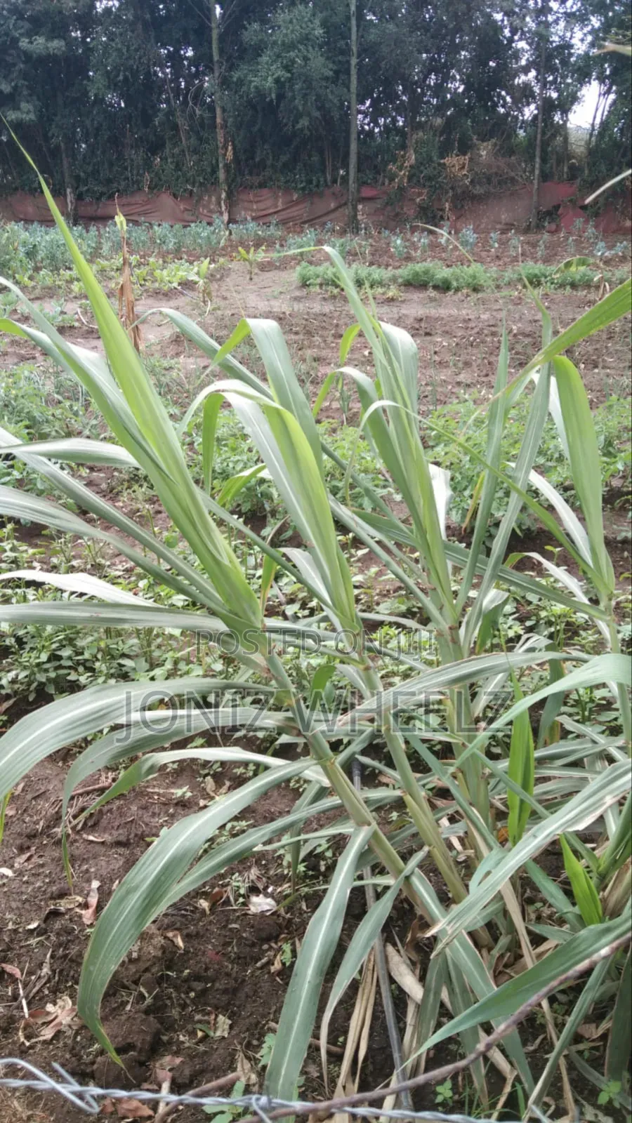 Connected 5-Acre Plot in Moi Ndabi, Naivasha: Water & Electricity Available in Maella