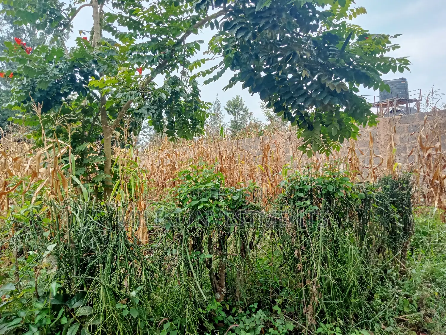 50 by 100 Plot on Sale at Sabasaba in Thika