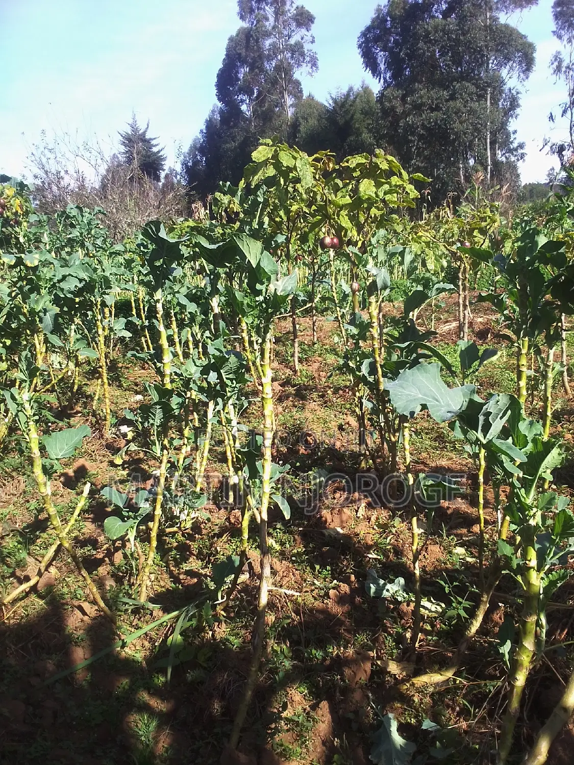 50 by 100 Uplands in Lari/Kirenga