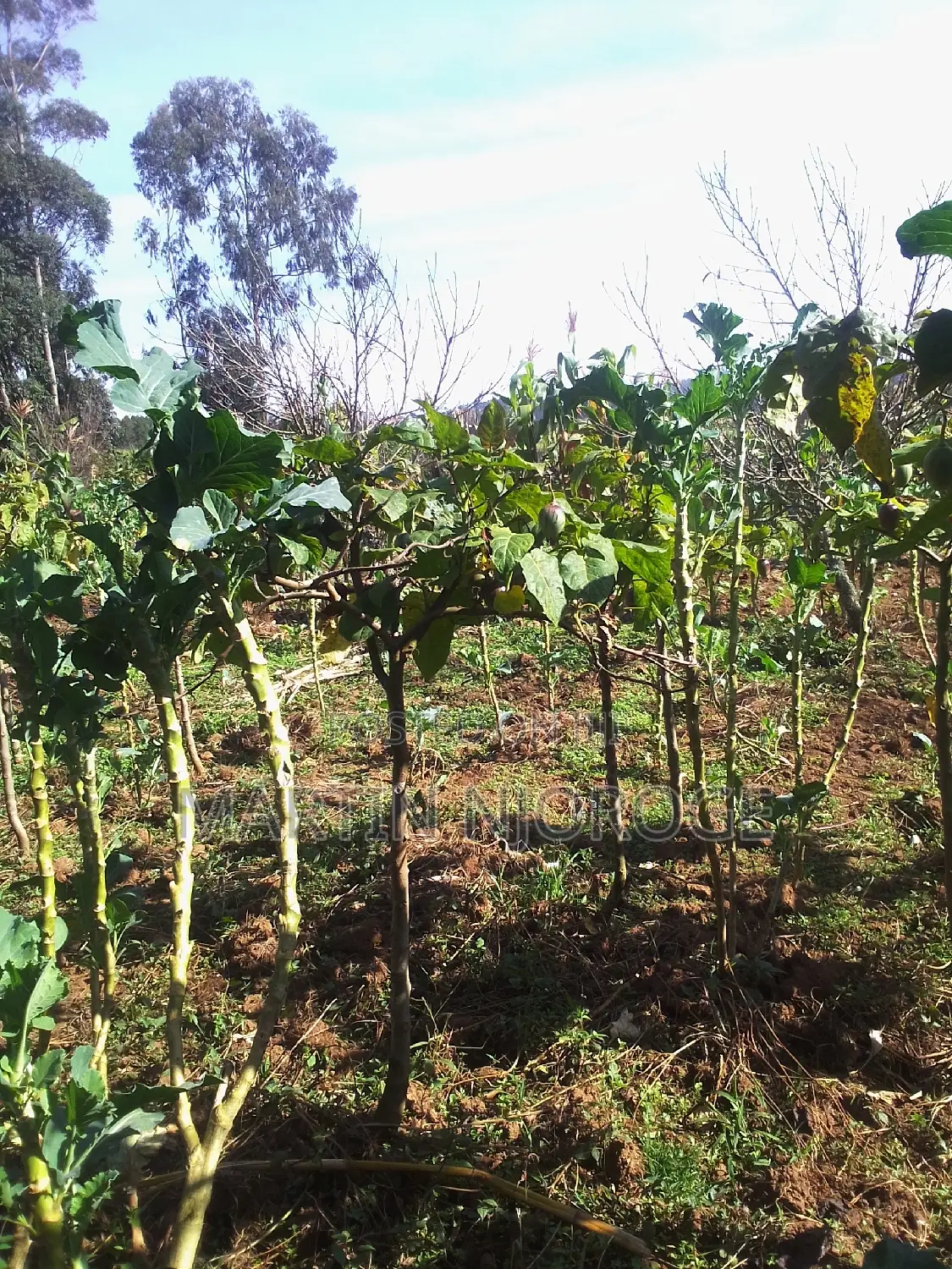 50 by 100 Uplands in Lari/Kirenga