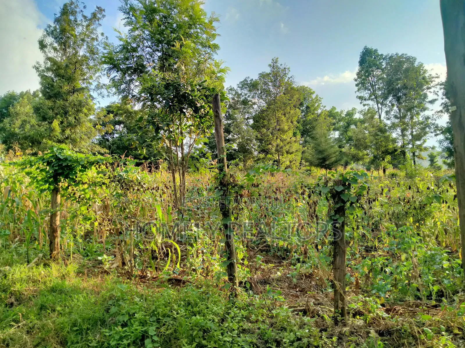 Residential Quarter Acre Plot in Ngong Lemiso Rd in Ngong