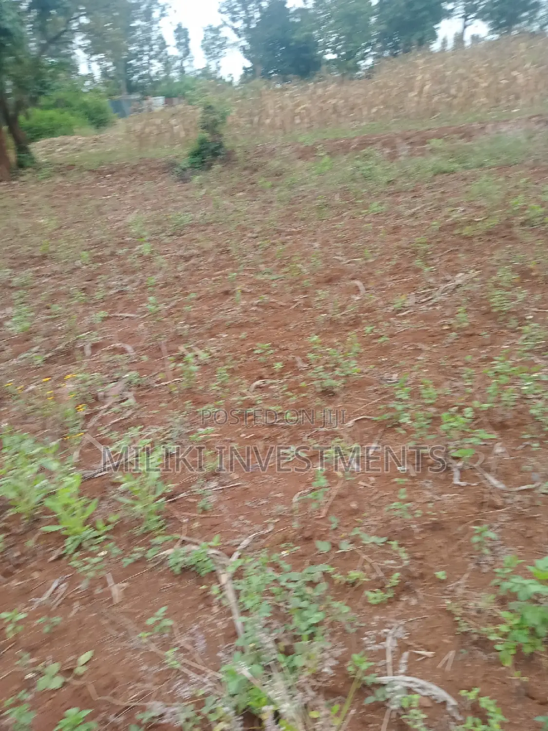 40 by 80 Plots on Sale at Kenol-Zabka in Kimorori/Wempa