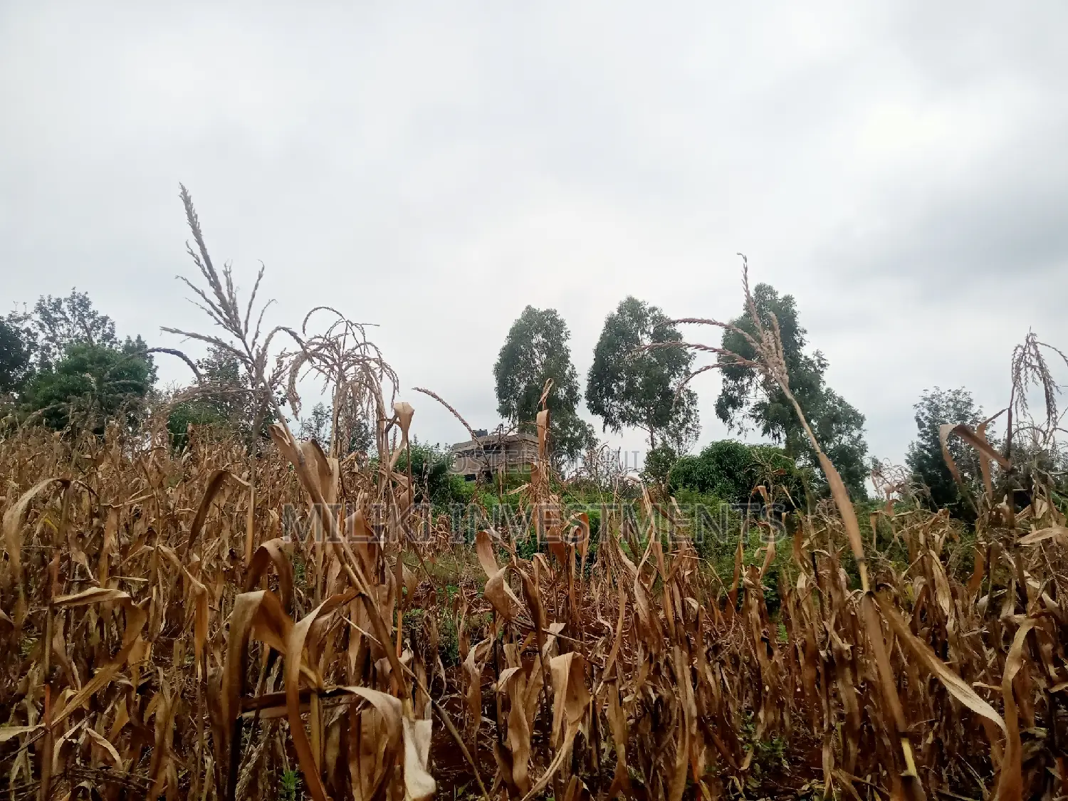 40 by 80 Plots on Sale at Kenol-Zabka in Kimorori/Wempa
