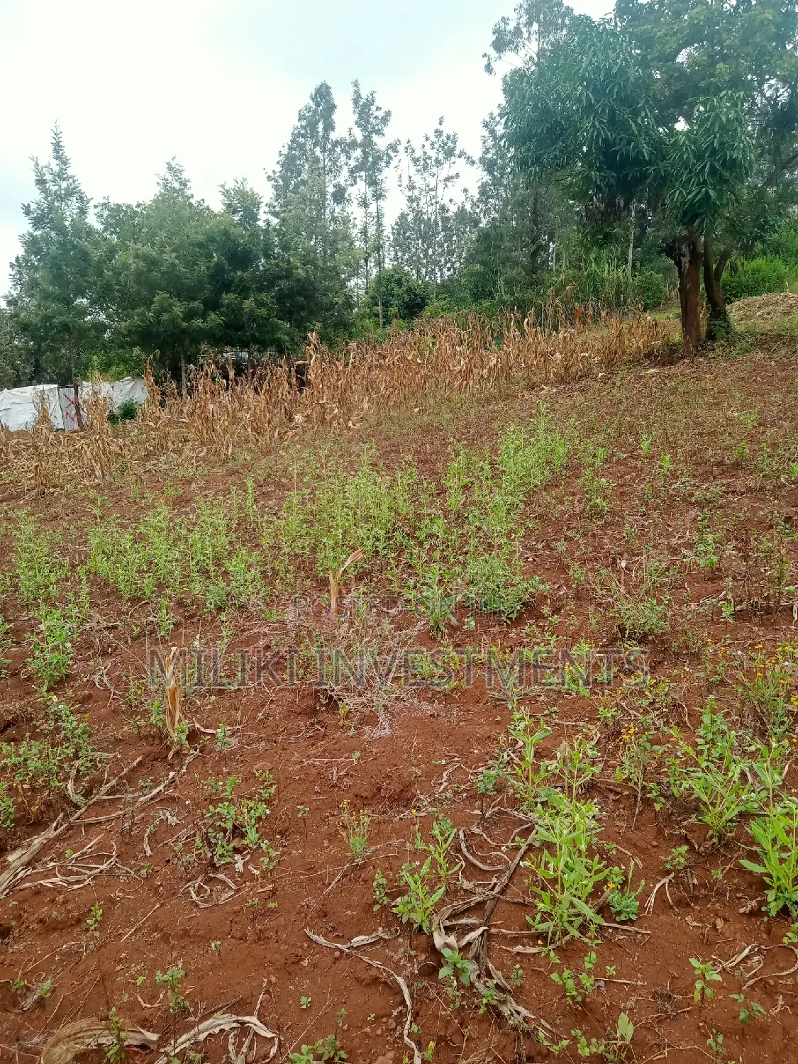 40 by 80 Plots on Sale at Kenol-Zabka in Kimorori/Wempa