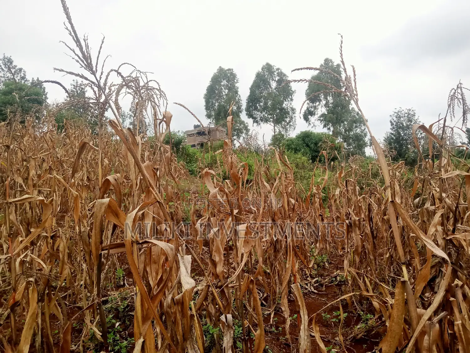 40 by 80 Plots on Sale at Kenol-Zabka in Kimorori/Wempa