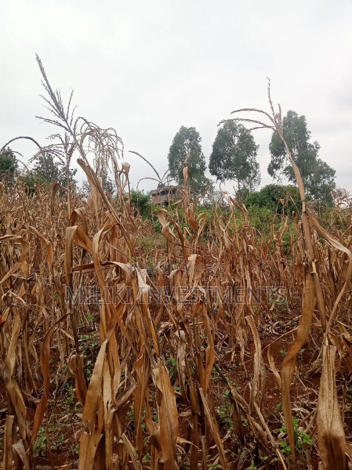40 by 80 Plots on Sale at Kenol-Zabka in Kimorori/Wempa