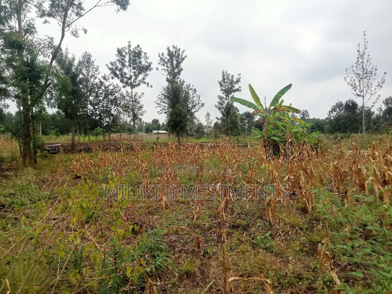 40 by 80 Plots on Sale at Kabati in Kimorori/Wempa