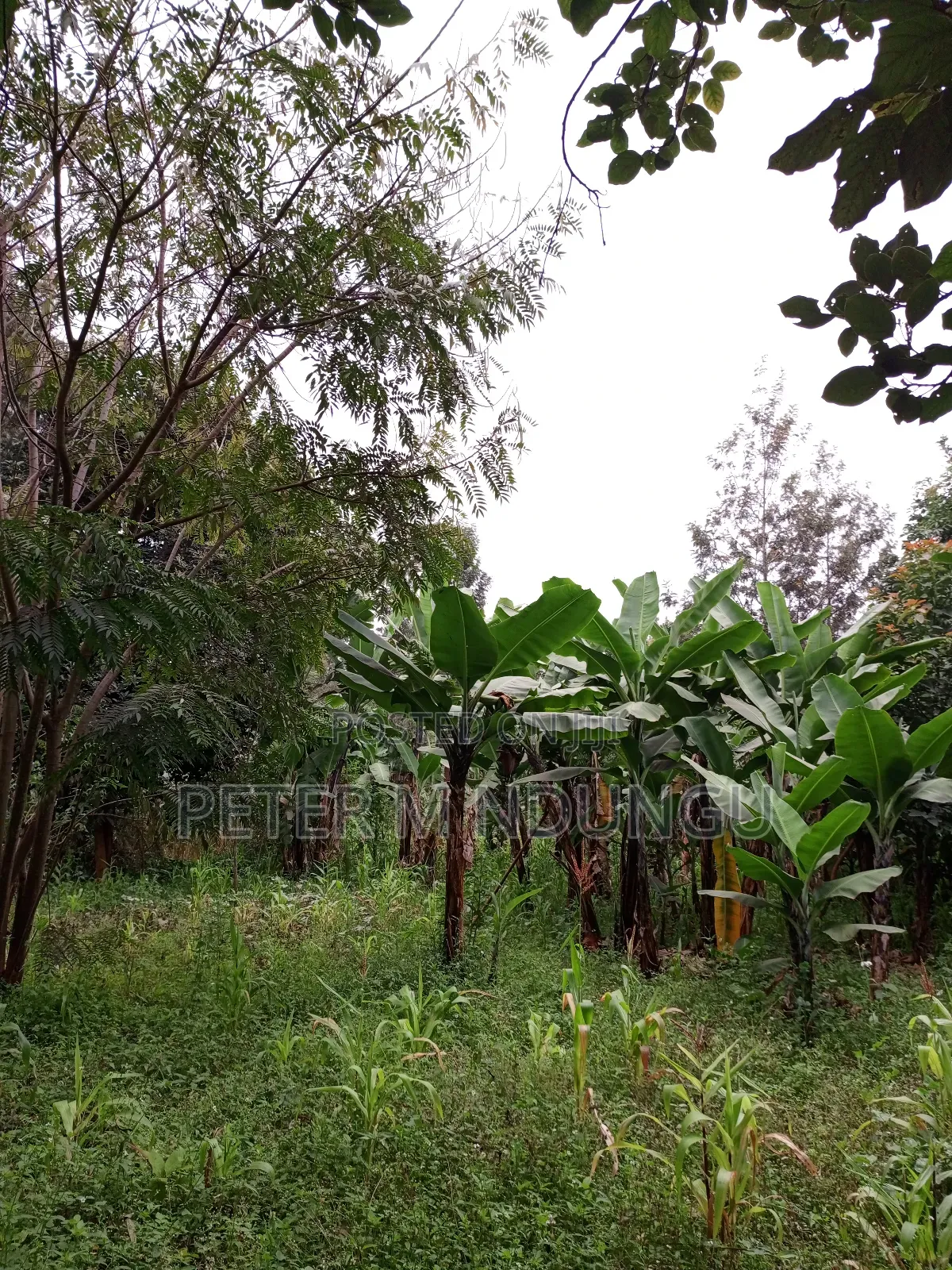 Prime Land on Sale 1/4 Acre Ruaka in Kiambu / Kiambu 