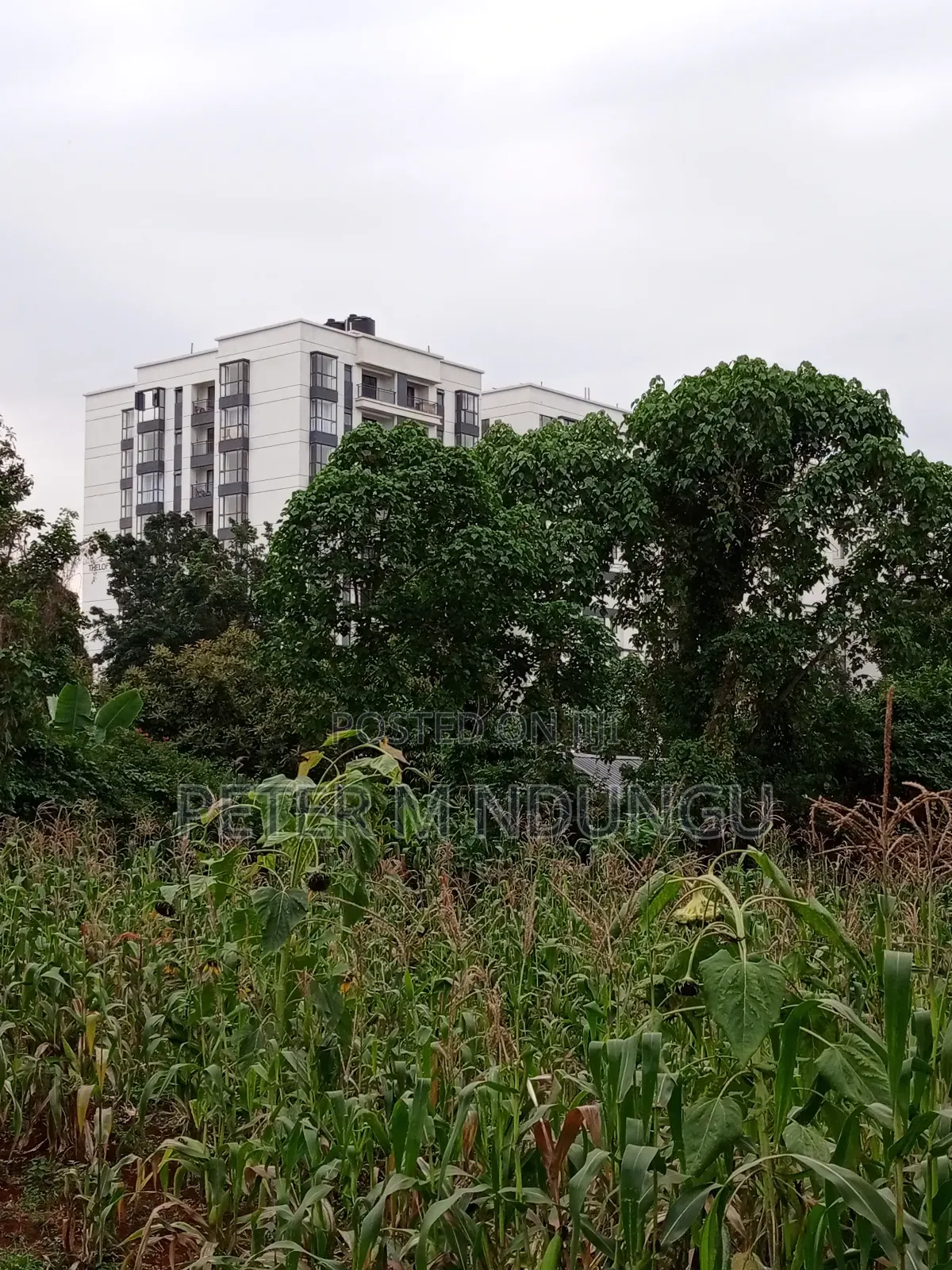 Prime Land on Sale 1/4 Acre Ruaka in Kiambu / Kiambu 