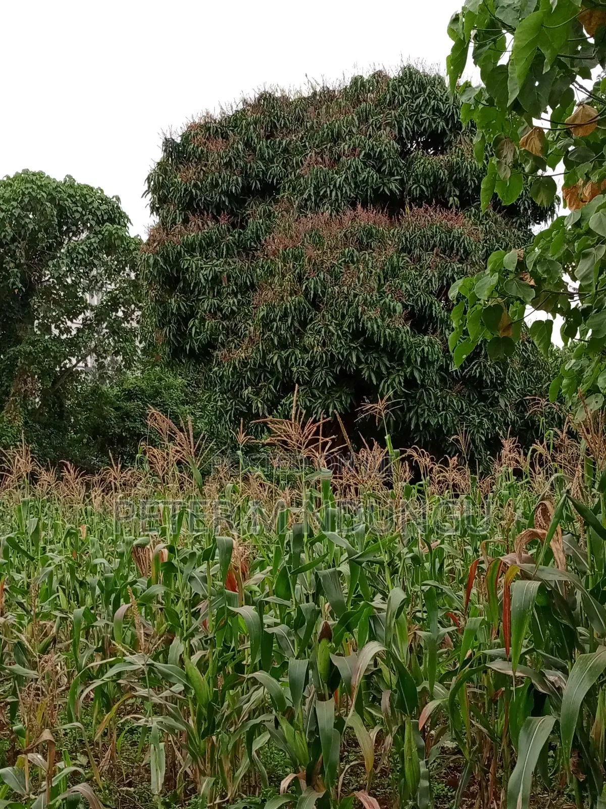 Prime Land on Sale 1/4 Acre Ruaka in Kiambu / Kiambu 