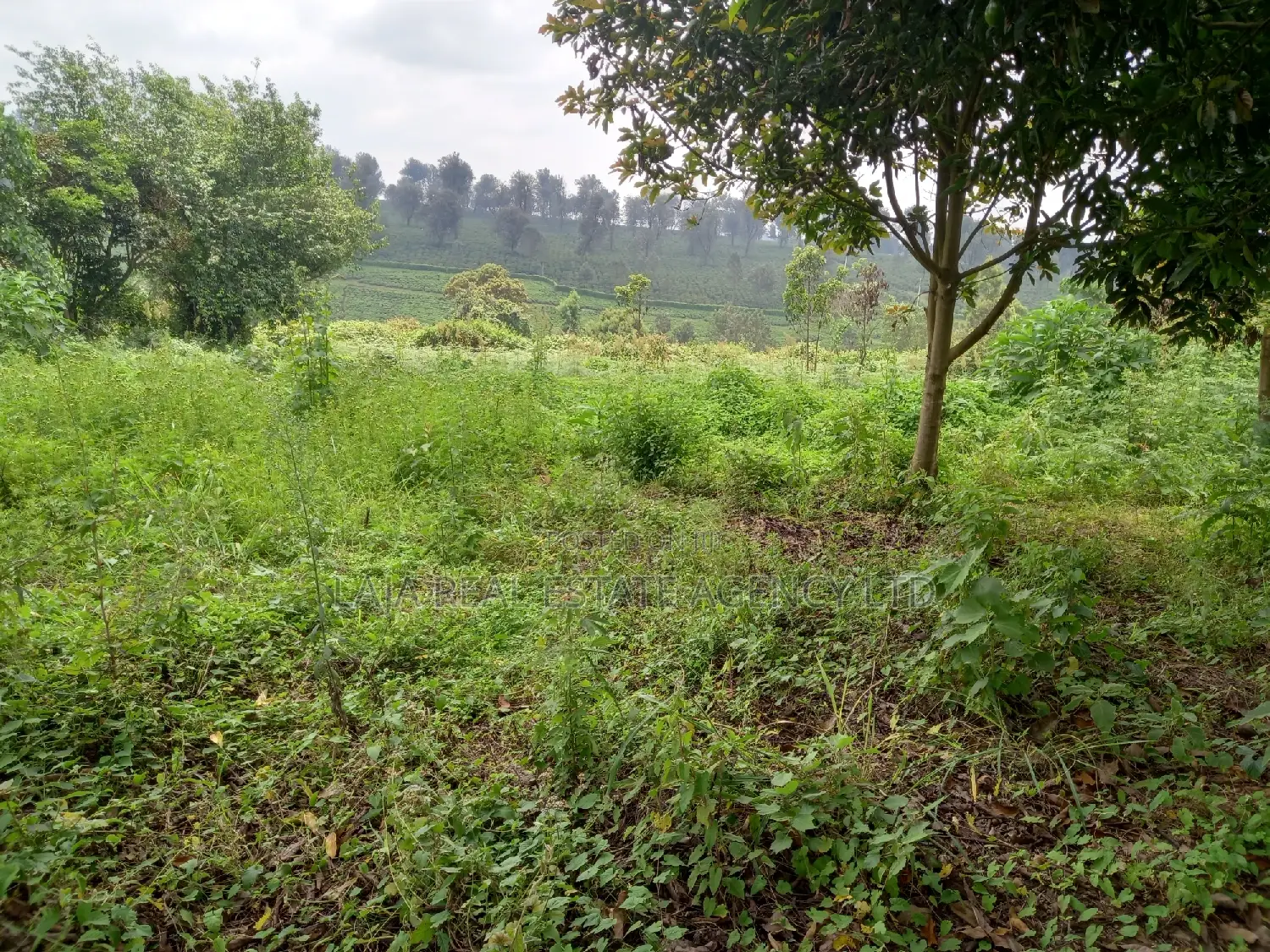 Kiambaa Land Sale in Cianda