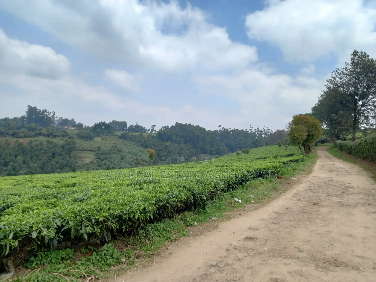 Limuru Farm 3.5 Acres Sale in Tigoni