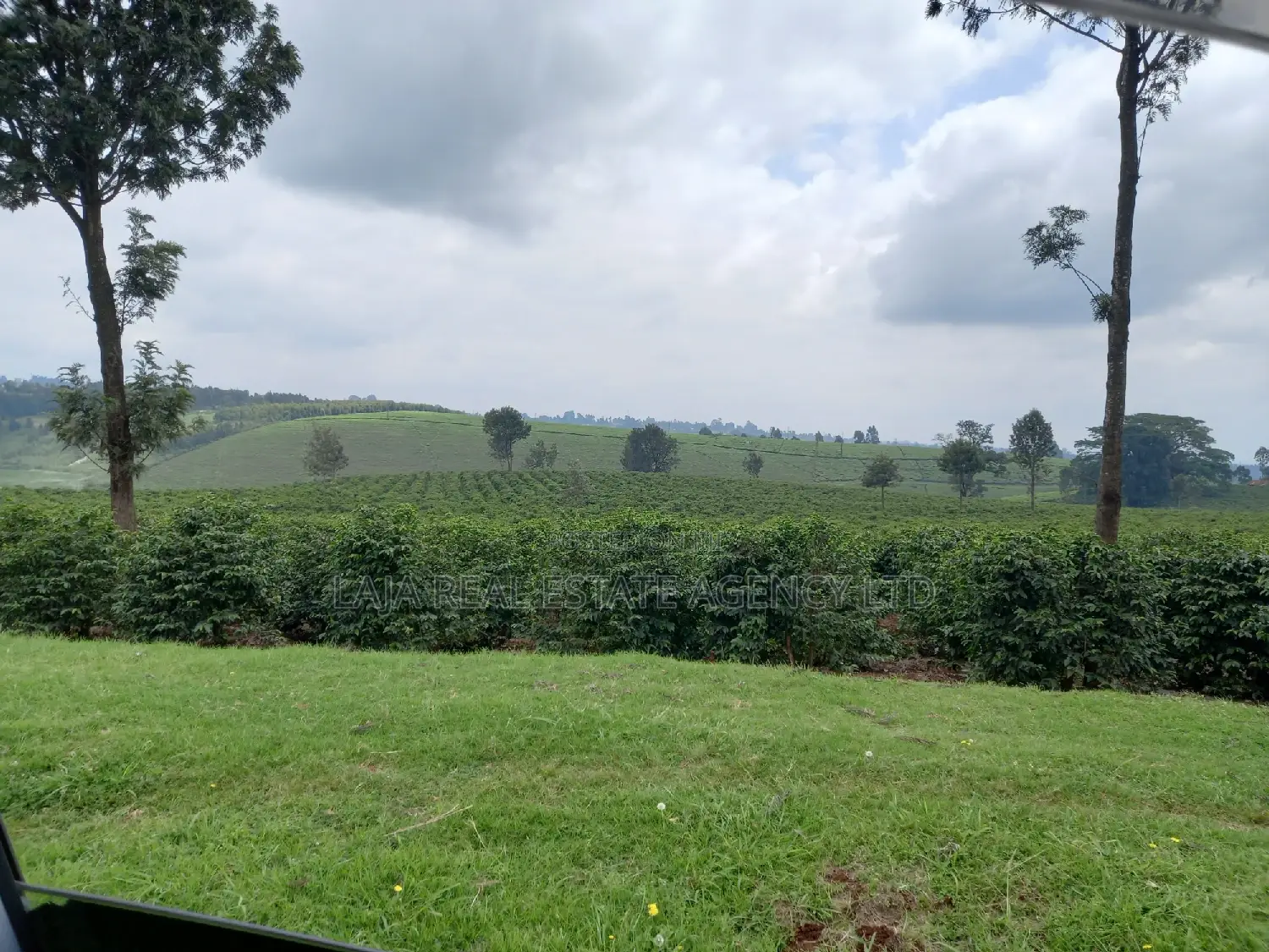 Tigoni 10 Acres With Tea on Sale in Tigoni