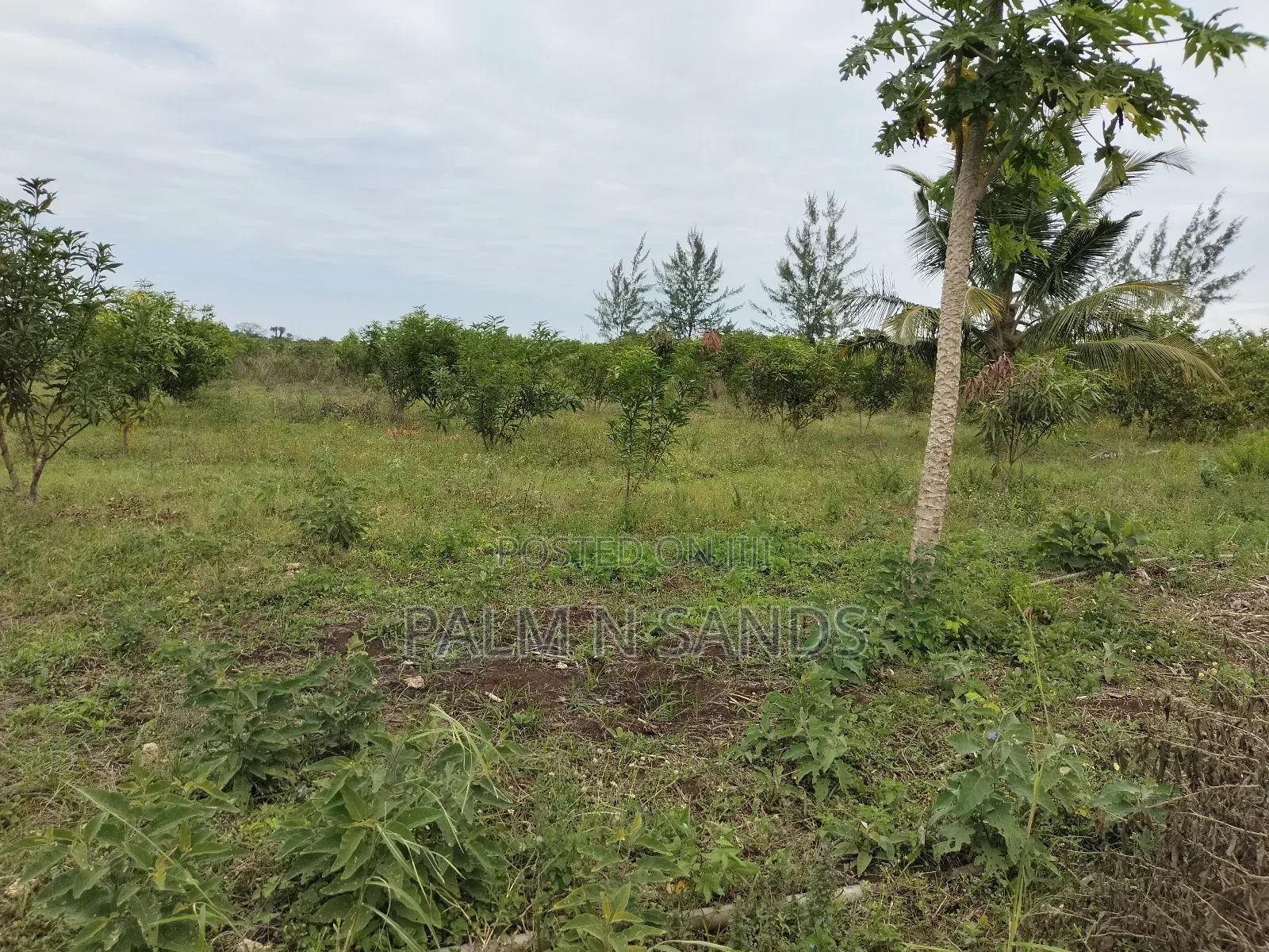 Tswaka Farm on Sale in Pongwe/Kikoneni