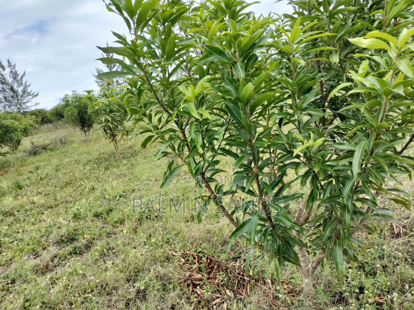 Tswaka Farm on Sale in Pongwe/Kikoneni