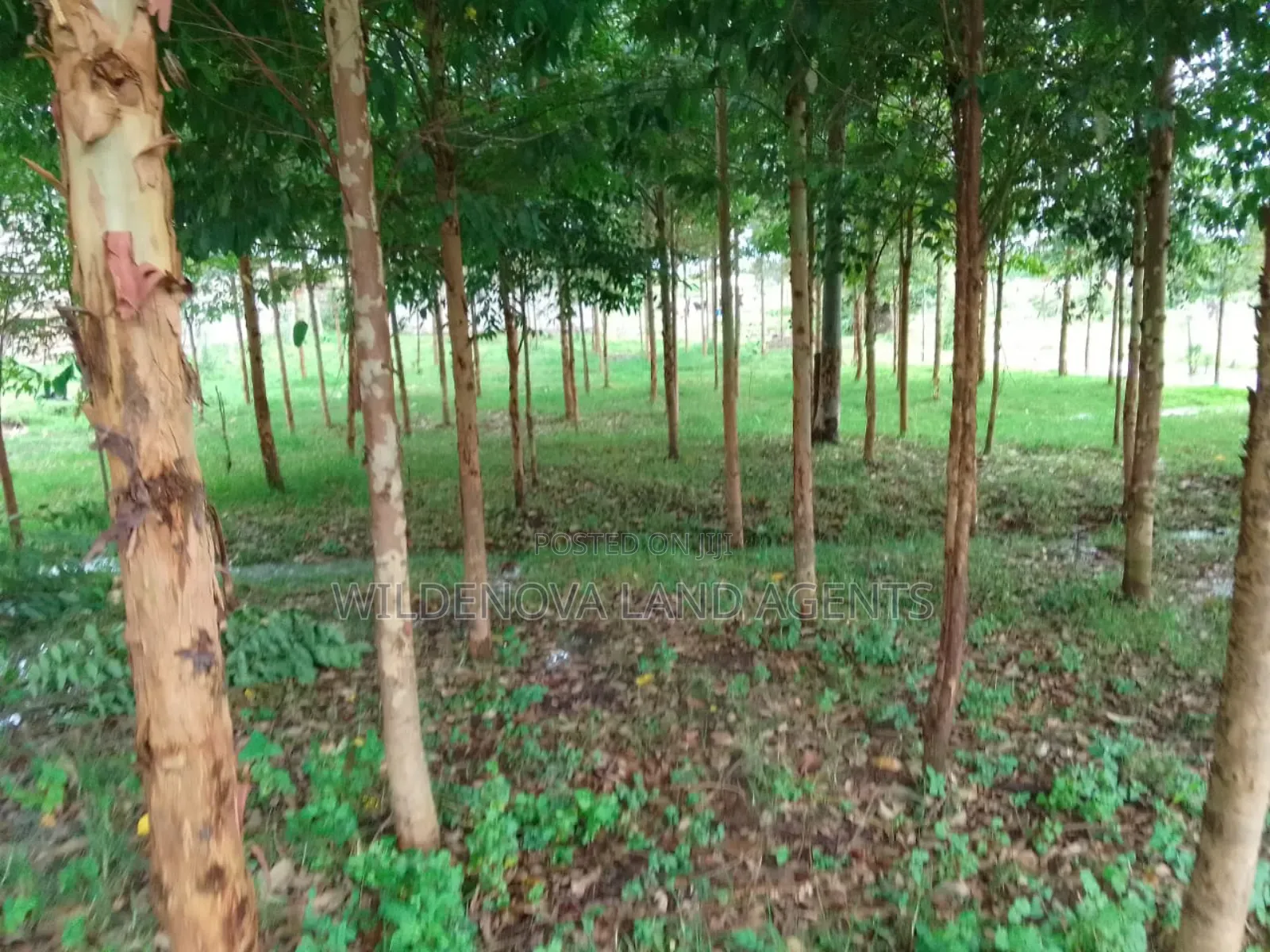 Kinangop Enginear: Half Acre Land with House Structure on Sale in North Kinangop