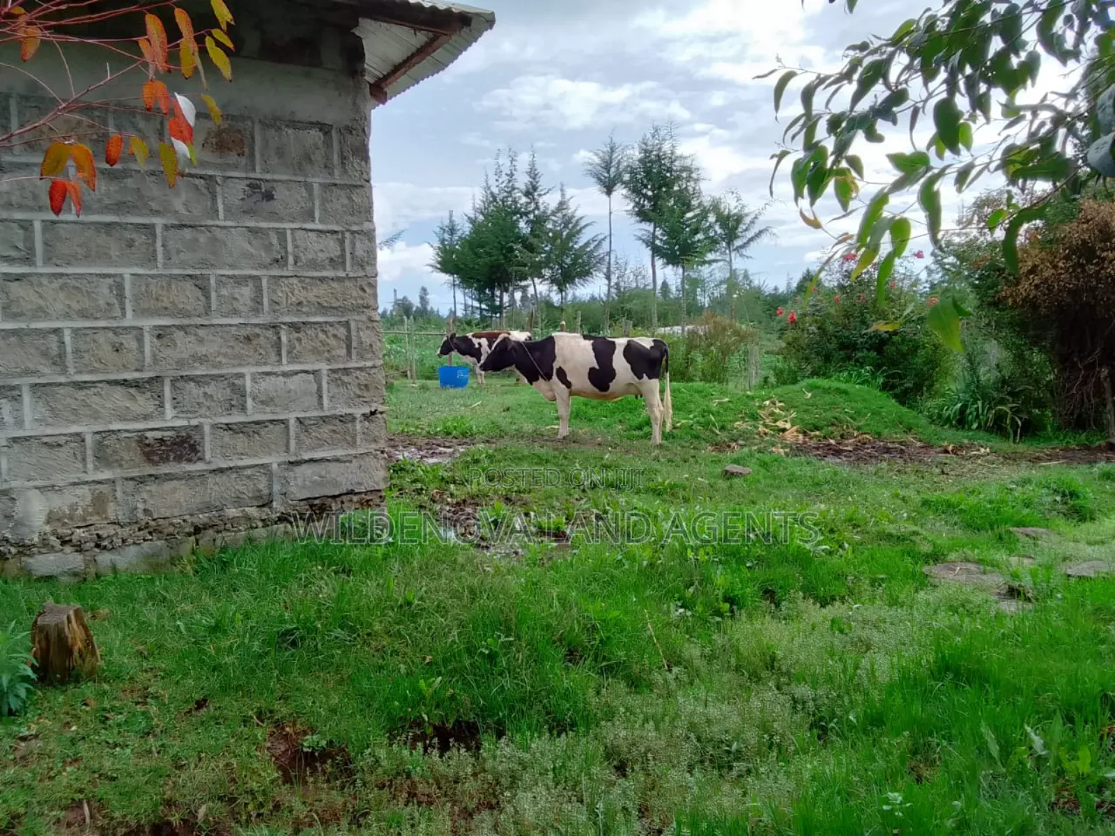 Kinangop Enginear: Half Acre Land with House Structure on Sale in North Kinangop