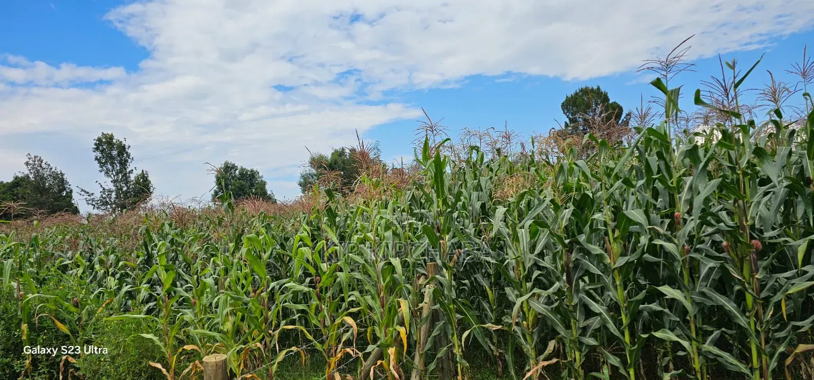 1⁄4 Plot for Sale in Illula Eldoret City in Illula